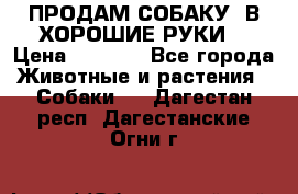 ПРОДАМ СОБАКУ  В ХОРОШИЕ РУКИ  › Цена ­ 4 000 - Все города Животные и растения » Собаки   . Дагестан респ.,Дагестанские Огни г.